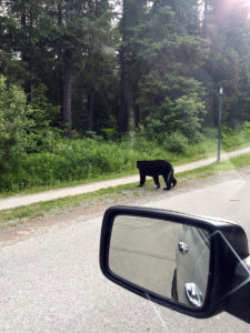 Black Bear Crossing