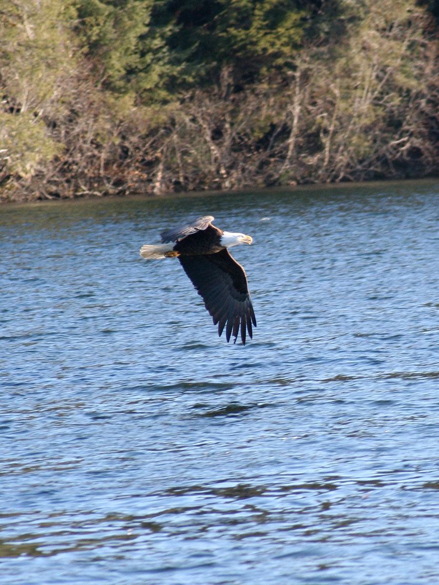 Bald Eagle over Bear Lake