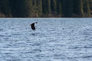 Eagle at Bear Lake