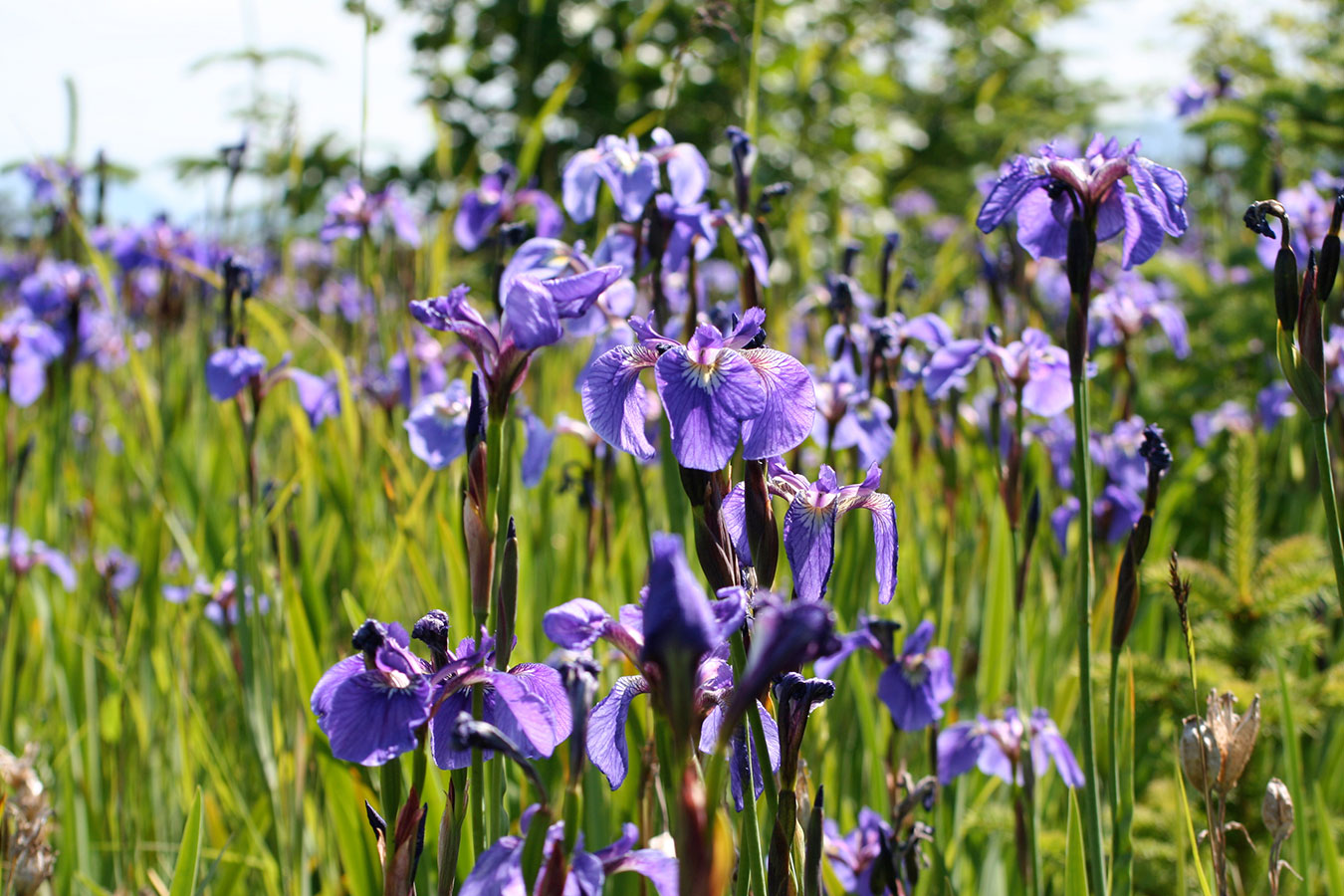 Wild Irises near Seward
