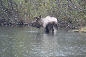 Moose in Bear Lake
