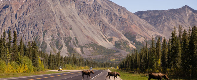 Moose Crossing Road, Alaska