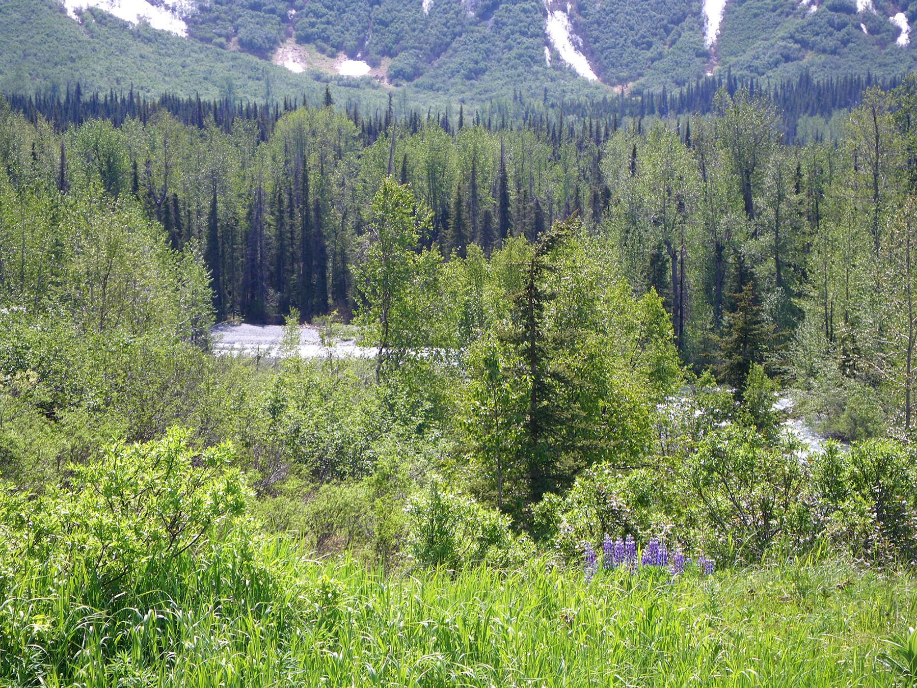 Johnson Pass Trail