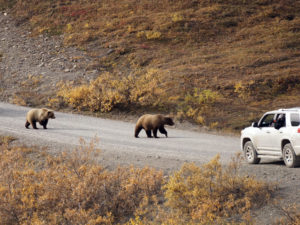 Bears on the Road in Denali National Park
