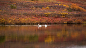 Swans at Wonder Lake