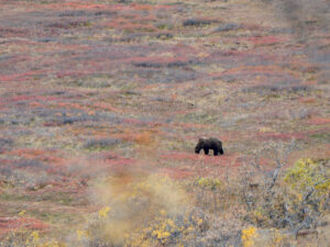 Bear in Denali National Park