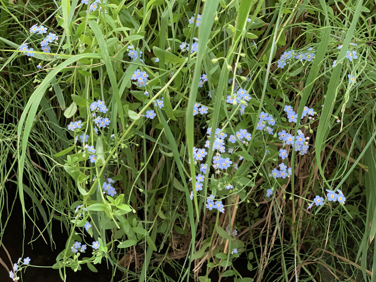 Wildflowers of Early Summer Get Lost Travel Vans