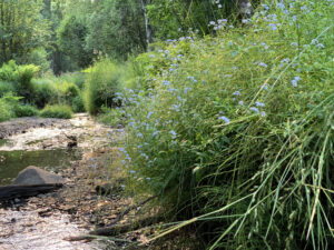 Forget-Me-Nots growing on a stream bank